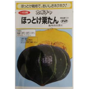 野菜 種【カボチャ】高粉質カボチャ　ほっとけ栗たん  （100粒）【PVP商品】【渡辺採種場】【松島交配】種子｜otentosun