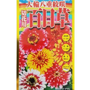 切花用 百日草【アタリヤ】【ネコポス発送可（10個まで／メール便）】｜otentosun