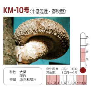 【きのこ種駒菌】加川 しいたけ菌 KM-10号...の詳細画像1