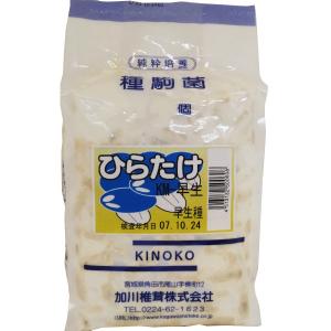 【きのこ種駒菌】加川 ひらたけ菌 KM-早生（500駒）＜早生種＞ 種菌