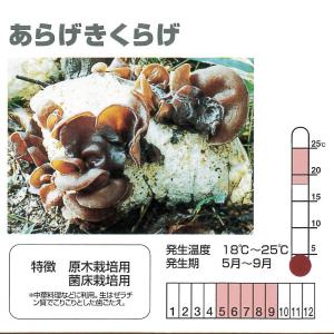 【きのこ種駒菌】加川 あらげきくらげ菌 (50...の詳細画像1