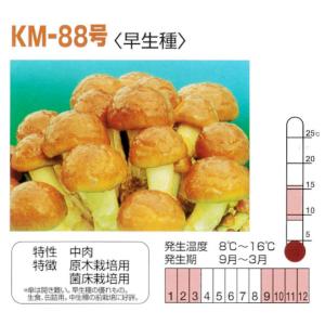 【きのこ種駒菌】加川 なめこ菌 KM-88号(...の詳細画像1