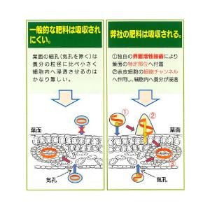 葉面散布液肥 肥大力K 10kg 速効性の水溶...の詳細画像2
