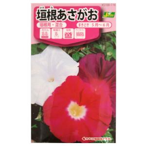 アサガオ　垣根あさがお【カネコ種苗】【ネコポス発送可（10個まで／メール便）】｜otentosun