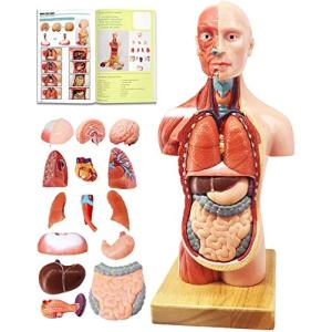 28センチの人体模型、15の部品は取り外しができます、子供が使用するのに敵する、人体胴解剖モデルは心臓、頭、脳、骨格などの部品を含んでいます、4｜otogizakka