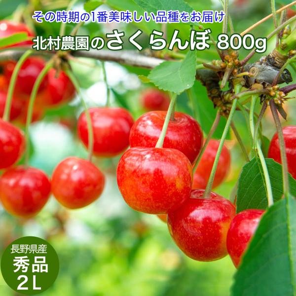 さくらんぼ 北村農園のさくらんぼ 大粒 秀 2L 800g （200g×4パック） 長野県産 産地直...