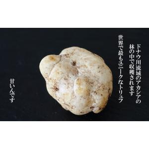トリュフ フレッシュ ハニートリュフ 約100g（20〜50g）