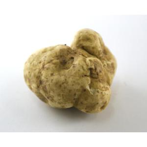 トリュフ フレッシュ 白トリュフ 約30〜50g 不定貫 g当たり2,332円