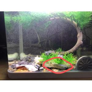 2種の水素水発生チップ【菊型チップ1+ 星型チ...の詳細画像4