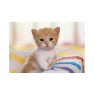 めざせ！パズルの達人 猫のジグソーパズル 300ピース あのね… : 猫