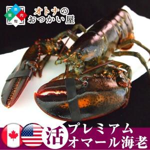 オマール海老 ロブスター 活 4尾セット 約450〜500g カナダ産