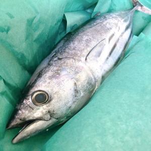 オトナのおつかい屋 カツオ 鮮魚 Yahoo ショッピング