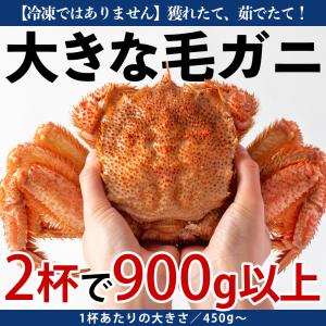 浜茹で毛ガニ（合計1.2kg以上/大サイズ2杯）冷蔵 宮城県産