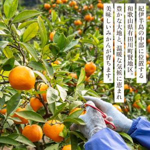 マルケンみかん 賢宝/特秀(6.8kg)S、M...の詳細画像2
