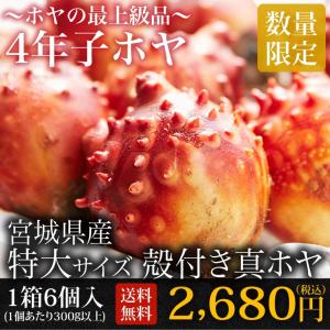 【送料無料】4年子殻つきホヤ（ 特大6個）冷蔵＊沖縄県は追加送料