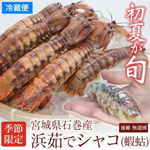 【条件付き送料無料】浜茹でシャコ（約400g）冷蔵 しゃこえび