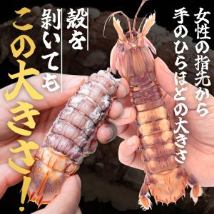 浜茹でシャコエビ(約400g/オスメス混合)冷...の詳細画像3