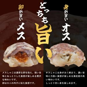 浜茹でシャコエビ(約400g/オスメス混合)冷...の詳細画像4