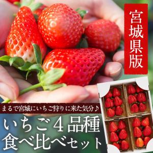たっぷり約１kg!宮城県産いちご４品種食べ比べセット（大粒/レギュラーパック）冷蔵