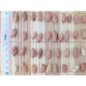 千葉県産 素煎り落花生 中粒 200g 無塩 ...の詳細画像3