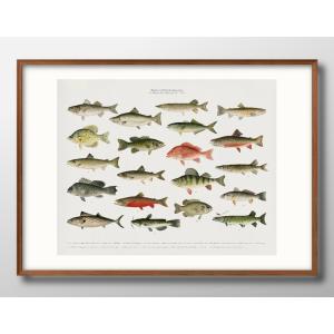 日本製 魚釣り フィッシィング A3 サイズ ポスター アート 北欧 額