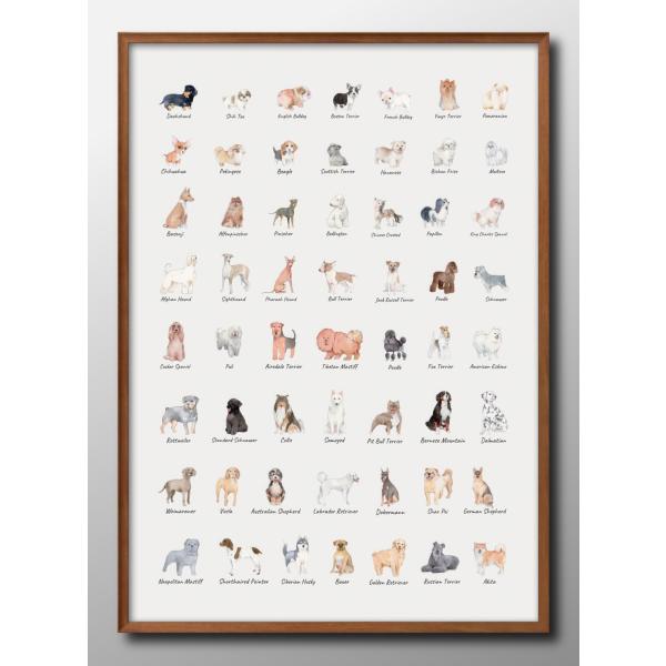 ポスター 犬 イヌ 図鑑 品種 DOG 北欧 絵画 インテリア A3サイズ アート 新築祝い ギフト...