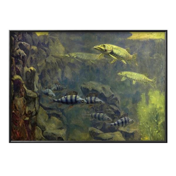 ポスター 8113 ゲリット・ウィレム・ディッセルホフ 水族館のパイクとパーチ 絵画 インテリア A...
