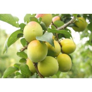 南高梅の青梅　2L〜3Lサイズ（１箱/3ｋｇ）
