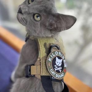 KILONINER(キロナイナー) Morale Patch（パッチ） Cat Squad Patch Multicam (キャットスワッグ マルチカモ)｜outtail