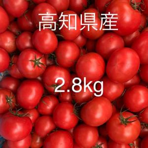 ＜訳あり＞ 野菜 トマト 高知県産フルーツトマト　2.8kg 産地直送