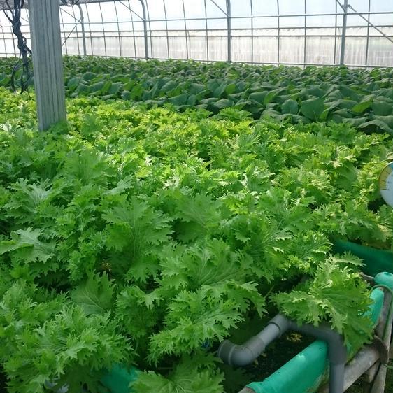 野菜 葉物 砂栽培わさび菜 産地直送