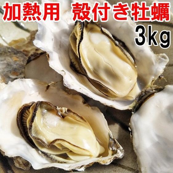 魚介類 牡蠣 牡蠣３ｋｇ（約36粒） 殻付き 牡蠣 殻付き松島牡蠣屋 牡蛎 産地直送