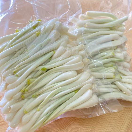 野菜 その他野菜 全て手作業　島らっきょう　 500グラム 産地直送