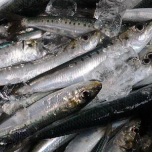 魚介類 その他魚介 真いわし冷凍(食用、餌用)5kg 産地直送 魚介類 その他魚介 真いわし冷凍(食用、餌用)5kg 産地直送