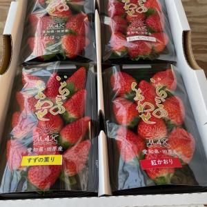 販売期間2024/05/31まで 果物 いちご 【いちご食べ比べ】すずの薫り、紅かおりなどレア品種入り 産地直送