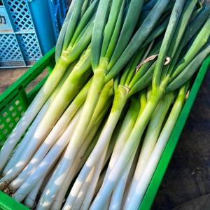 野菜 ねぎ まっつん農園の泥付きネギ！ 産地直送