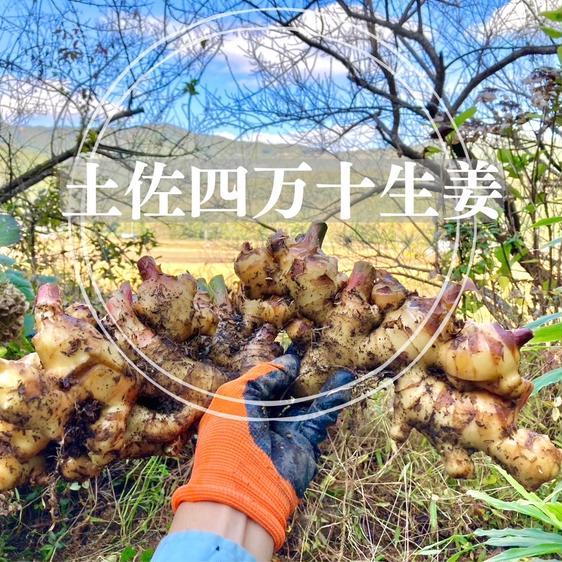 野菜 薬味 高知土佐四万十生姜 4kg【栽培時農薬・化学肥料不使用】 産地直送