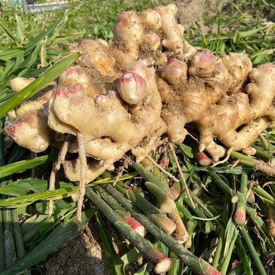 野菜 薬味 Let&apos;s生姜ライフ! 熊本県産　熟成生姜　1k 産地直送