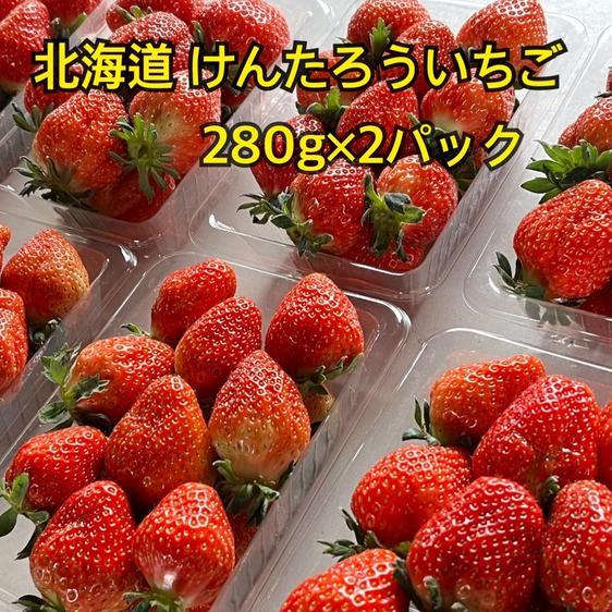 販売期間2024/06/18まで 果物 いちご 北海道から 朝採り けんたろう いちご 産地直送