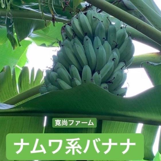果物 バナナ 寛尚ファームのお試し　ワクワクバナナ約6本〜12本 産地直送