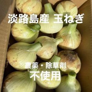 野菜 玉ねぎ 淡路島産 玉ねぎ 農薬不使用 10kg 産地直送