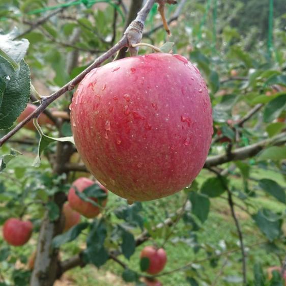 販売期間2024/05/31まで 果物 りんご シナノスイートご家庭用約2kgスマートフレッシュでパ...