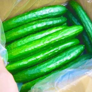 野菜 きゅうり 【パリパリ新鮮】熊本県産朝採りきゅうり　（13-15本） 産地直送｜産直アウル Yahoo!ショッピング店