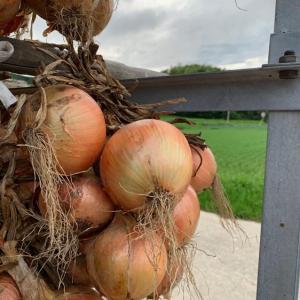 野菜 玉ねぎ 淡路島極熟玉葱訳あり2kgシャーロットオニオン 産地直送