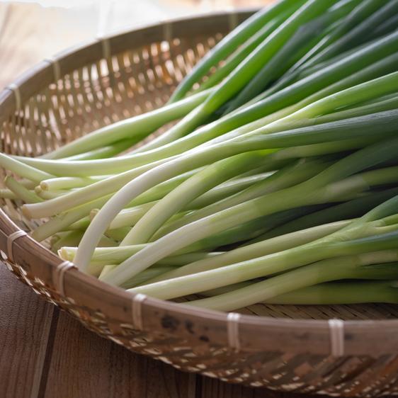 野菜 ねぎ ネギ農家直送【2kg冷蔵】シャキシャキ青ネギ　家庭用・業務用 産地直送