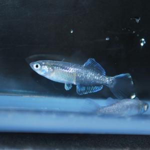 長州夢めだか 雷電 5匹セット 成魚