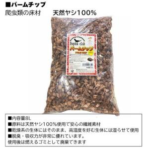 9月14日入荷分【フトアゴヒゲトカゲリクガメ ...の詳細画像2
