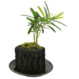 炭観葉植物の商品一覧 通販 Yahoo ショッピング
