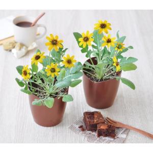 花の種 花種類 デージー 種 種子 花 ガーデニング 通販 Yahoo ショッピング