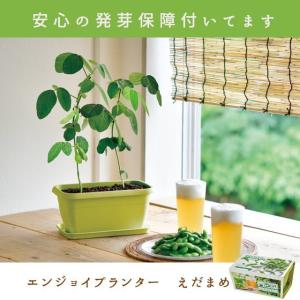 栽培キット 栽培セット 薬味 種 三つ葉 しそ 種 とうがらしの種 ヤクミ 家庭菜園 キッチン 栽培 紫蘇 唐辛子 とうがらし シソ P 花ギフト 贈り物 アンプール 通販 Yahoo ショッピング